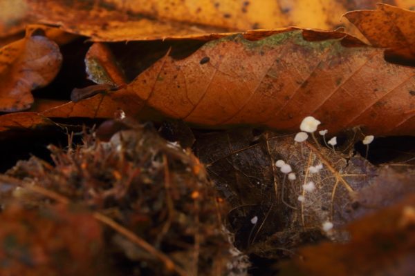  Beechleaf Bonnet (Mycena capillaris)