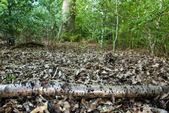 Birch Woodwart, just one of many hard, stromatic pyrenomycetous fungi species