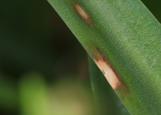 Bluebell Rust forms localised blemishes on the leaves of bluebells that are actually quite colourful when you look closely