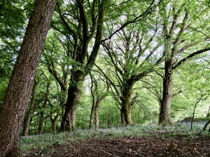 Springtime at Beauchamp Woods