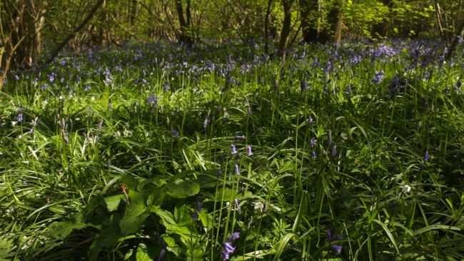 Bluebells still form striking carpets of colour on the woodlands floor, but by May they are beginning to look past their best.