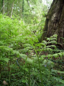 Bracken and woodlands