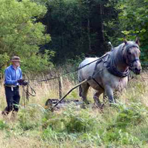 Bracken Control