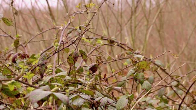 blackberry rust fungus