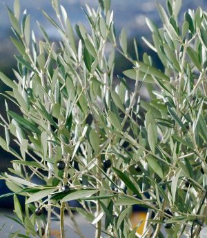 Unusual or exotic trees : the Olive Tree.