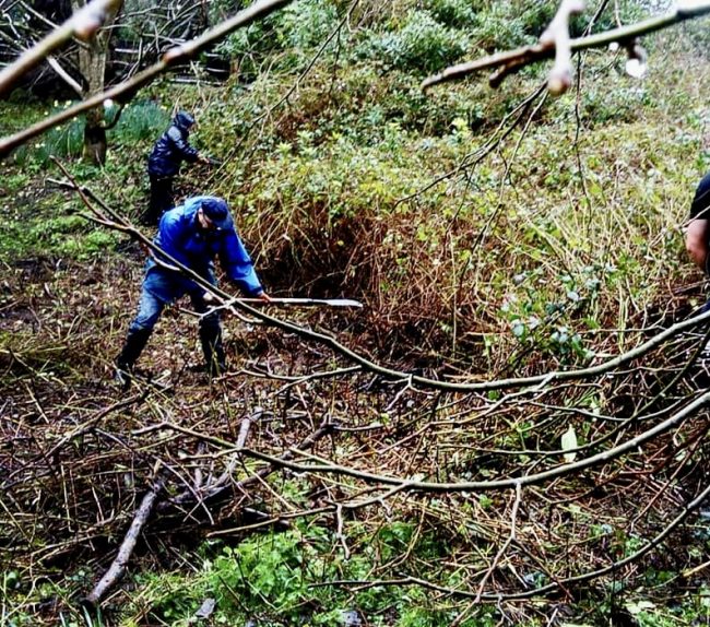 Volunteers clearing Rhododendron at Tortworth Arboretum