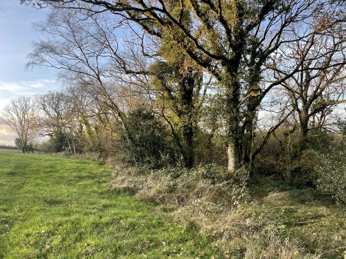 Carbon impact of tree planting