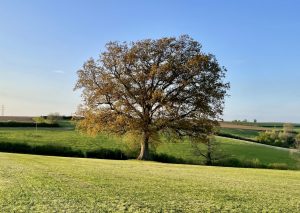 Carbon Impact of Tree Planting