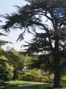 Unusual or exotic trees : the Cedar of Lebanon (Cedrus libani)