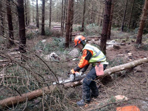 Chain saw use and training