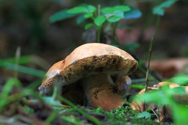 Chestnut bolete (Gyroporus castaneus)