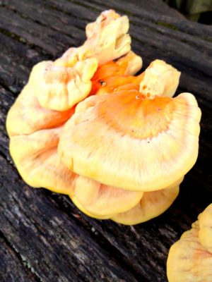The Monthly Mushroom - Chicken of the Woods