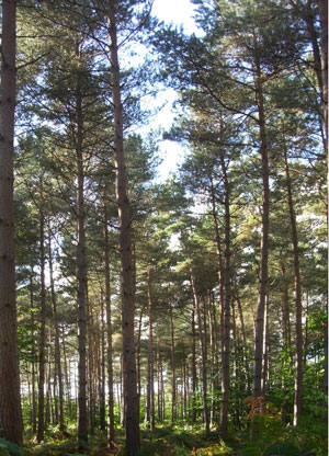 Pine plantation