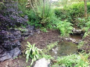 Planting native bulbs within a woodland setting……