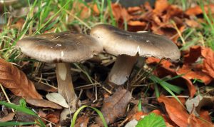 February’s Monthly Mushroom: Clouded Funnel (Clitocybe nebularis)