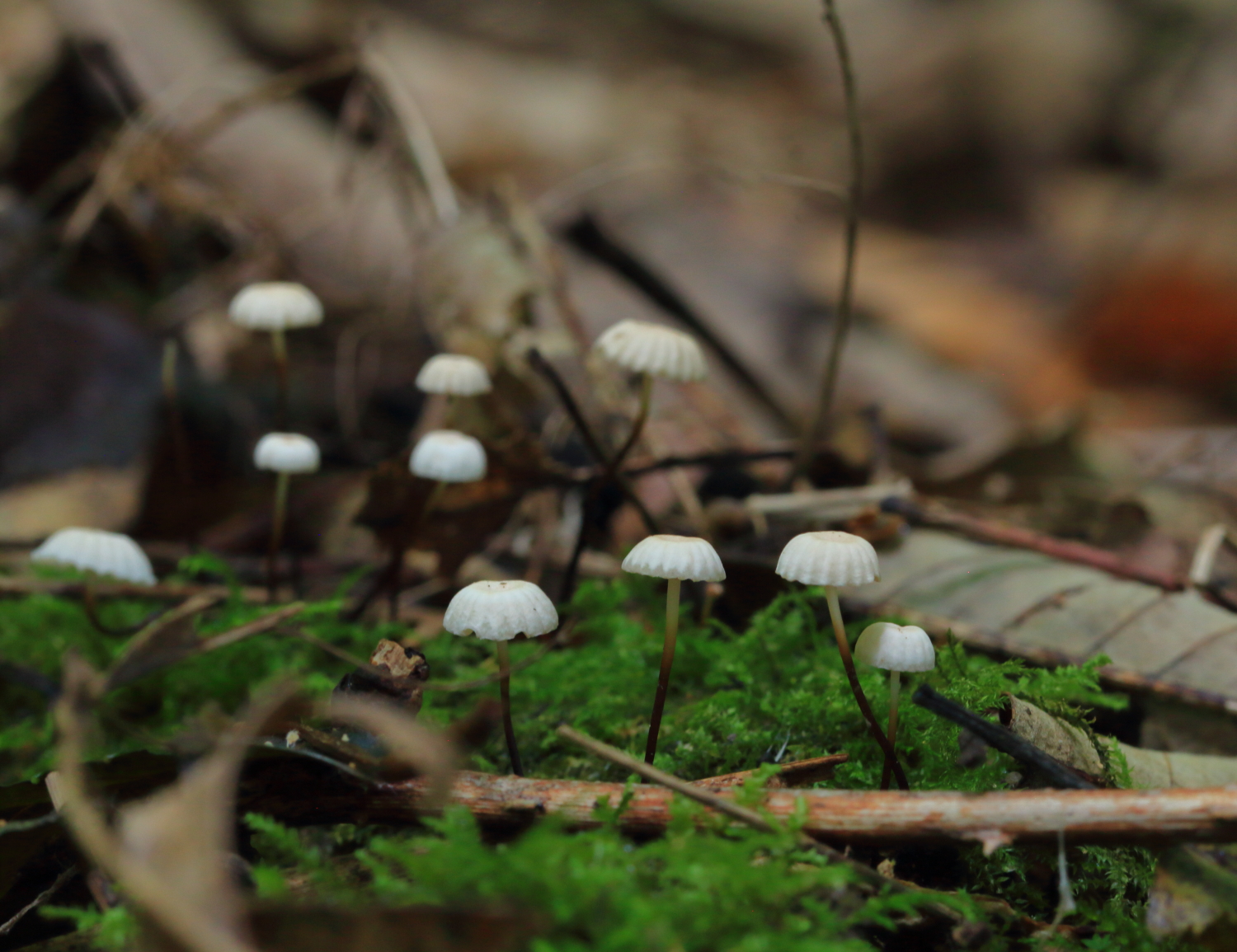 Collared Parachutes grow in troops on twigs buried in the litter layer of woodlands