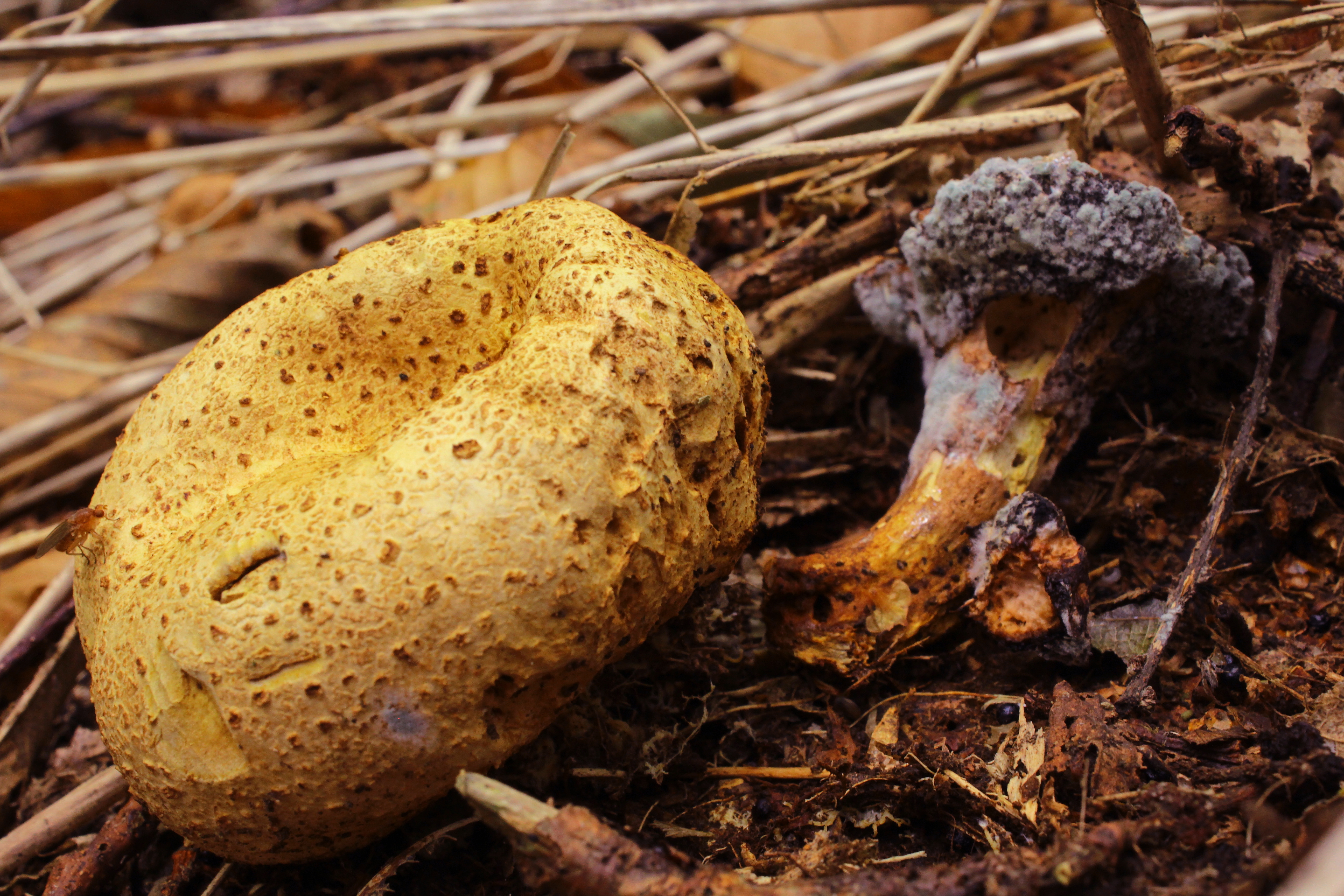 Common Earthball parasitised by a Parasitic Bolete that in turn is playing host to an unidentifiable fungal mould demonstrating the inter-relations of the fungi kingdom