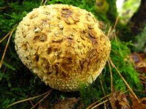 Common Earthball_Scleroderma citrinum_2