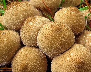 The Monthly Mushroom: Stump Puffball (Lycoperdon pyriforme)