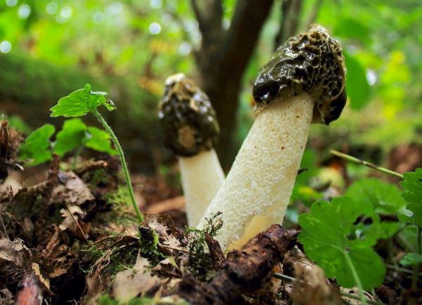 Common Stinkhorn