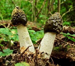 Dog Pecker Mushroom Pictures