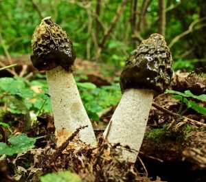 November’s Monthly Mushroom: Common Stinkhorn (Phallus impudicus)