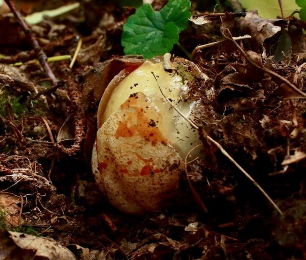 Common stinkhorn egg