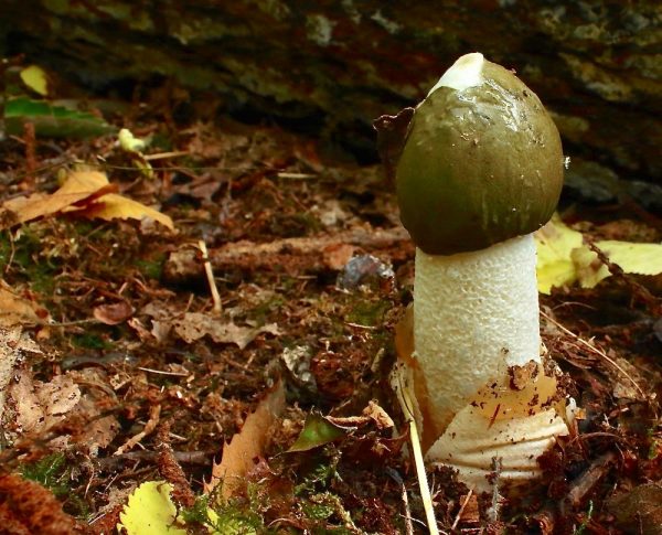 Common stinkhorn emerging from egg 