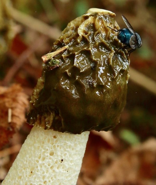 Common stinkhorn (gleba_with_fly)