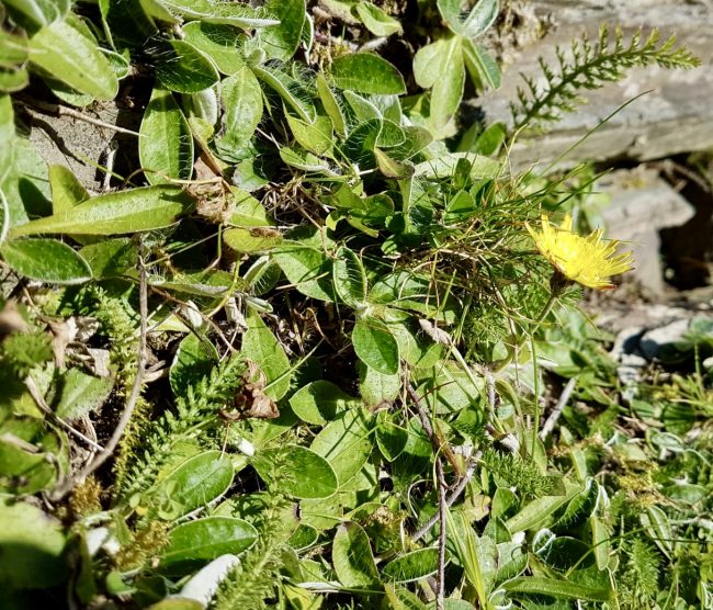 hawkweed leaves