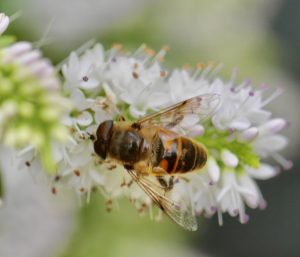 AI technology harnessing the hoverflies.