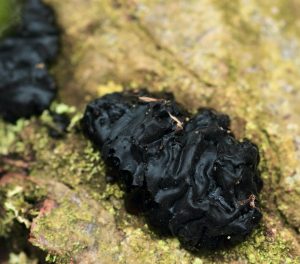 January’s Fungi Focus: Witches’ Butter, Warlock’s Butter and Yellow Brain