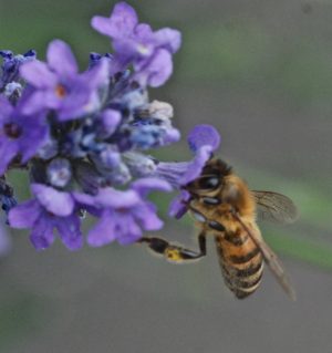 honeybee on lavender