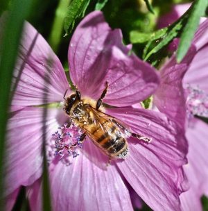 The mite that kills honeybees - Varroa destructor.
