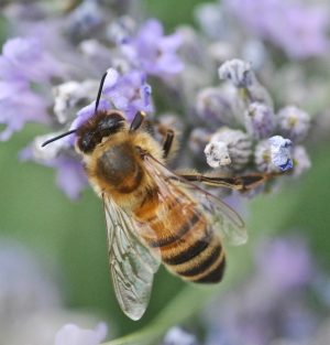 honey bee on lavender