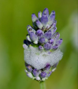 Xylella, froghoppers and spittlebugs