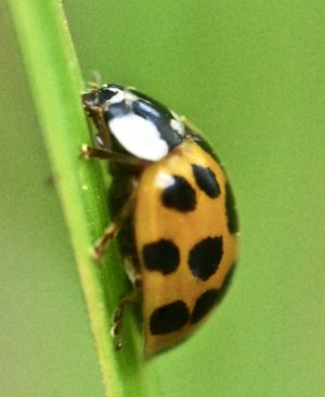 ladybird adult