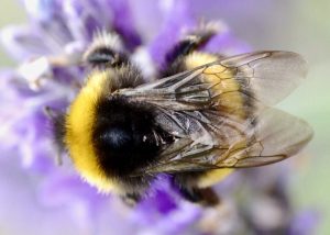 bumblebee on lavender