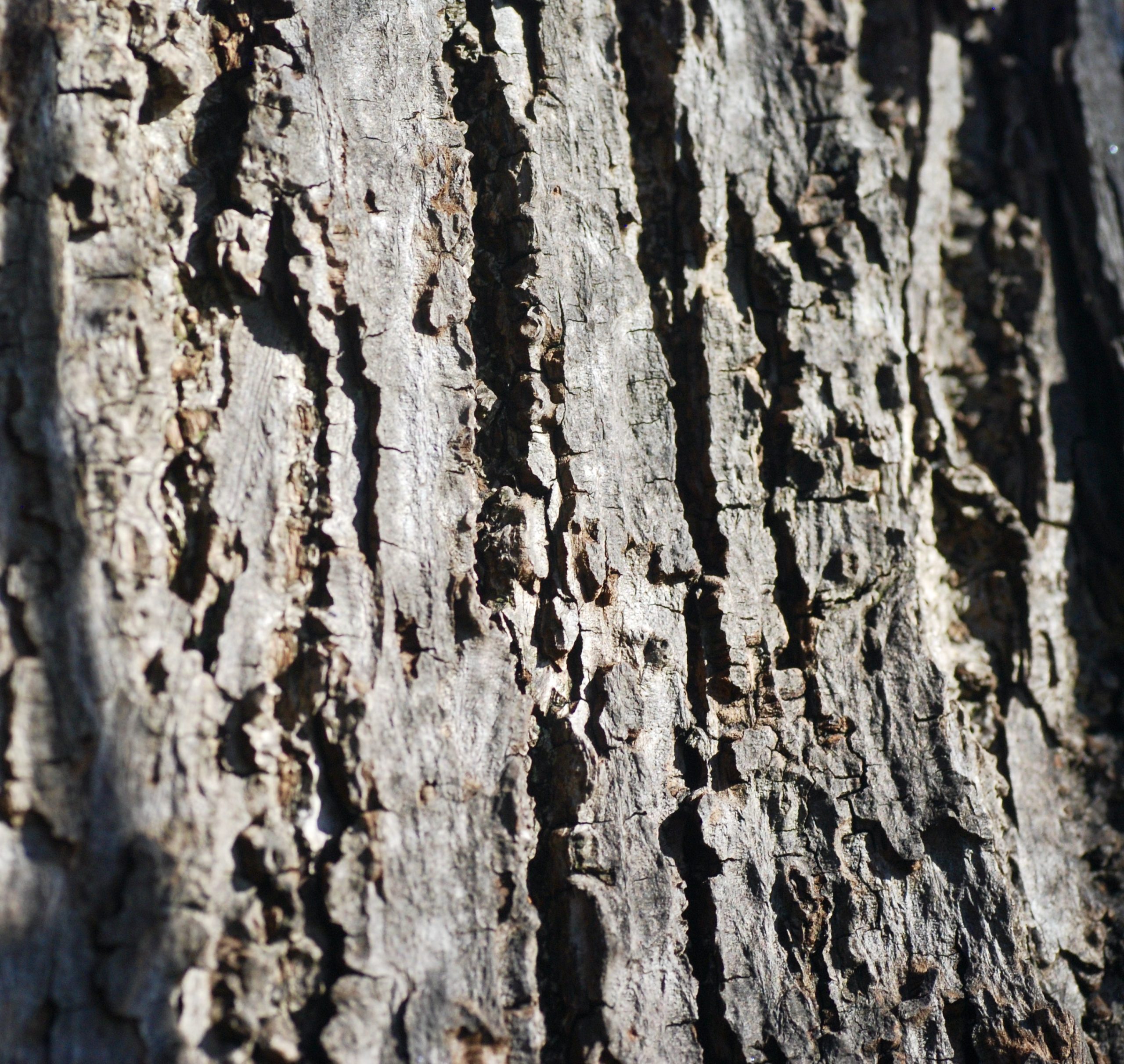 lime bark old