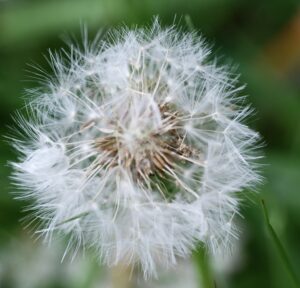 The dandelion - a prolific plant.