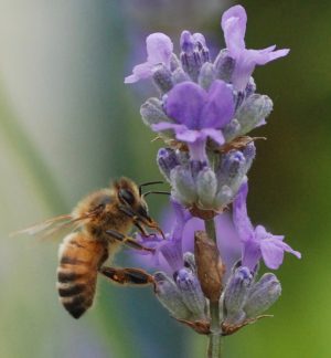 honeybee on lavender