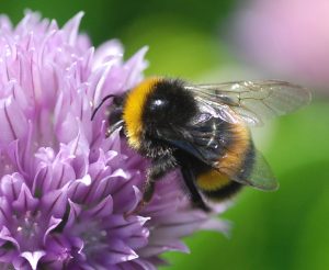 Bumblebee update - brief notes