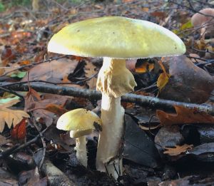July’s Fungi Focus: Death Caps, False Death Caps and other amanitas