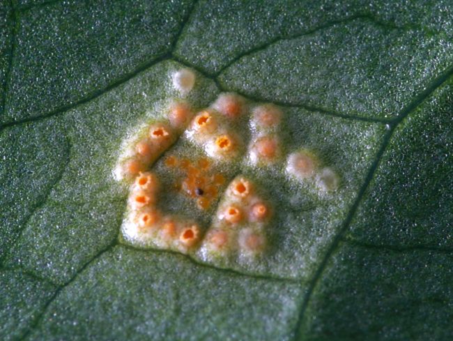 Detail of Arum Rust ( Puccinia sessilis) growing on the leaf of Lords-and-Ladies