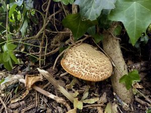The Monthly Mushroom: Dryad’s Saddle (Polyporus squamosus)