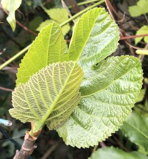 Unusual or exotic trees - The Fig (Ficus carica).