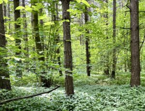 The DiversiTree Project and Woodland Diversity
