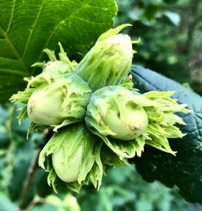 cluster of hazel nuts