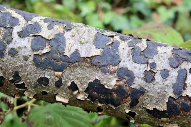 Effused and erumpent, the Common Tarcrust grows in spreading patches that can fuse together beneath the bark before emerging to visibility