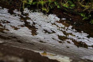 May’s Monthly Mushroom: Elder Whitewash (Hyphodontia sambuci) pt 1